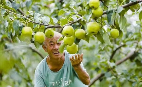 Photo shows a joyful farmer looking at a Yulu fragrant pear in Xi County of Shanxi Province, north China.