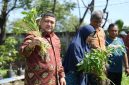 Wali Kota Makassar, Munafri 'Appi'  Arifuddin ikut panen sayur saat melakukan kunjungan di lokasi urban farming.