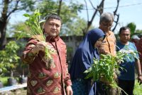 Wali Kota Makassar, Munafri 'Appi'  Arifuddin ikut panen sayur saat melakukan kunjungan di lokasi urban farming.