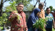 Wali Kota Makassar, Munafri 'Appi'  Arifuddin ikut panen sayur saat melakukan kunjungan di lokasi urban farming.