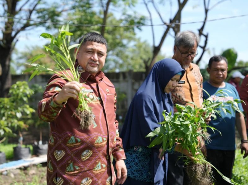 Wali Kota Makassar, Munafri 'Appi'  Arifuddin ikut panen sayur saat melakukan kunjungan di lokasi urban farming.