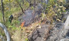 Pemprov Sulsel Bentuk Tim Khusus Atasi Kebakaran Hutan di Musim Kemarau
